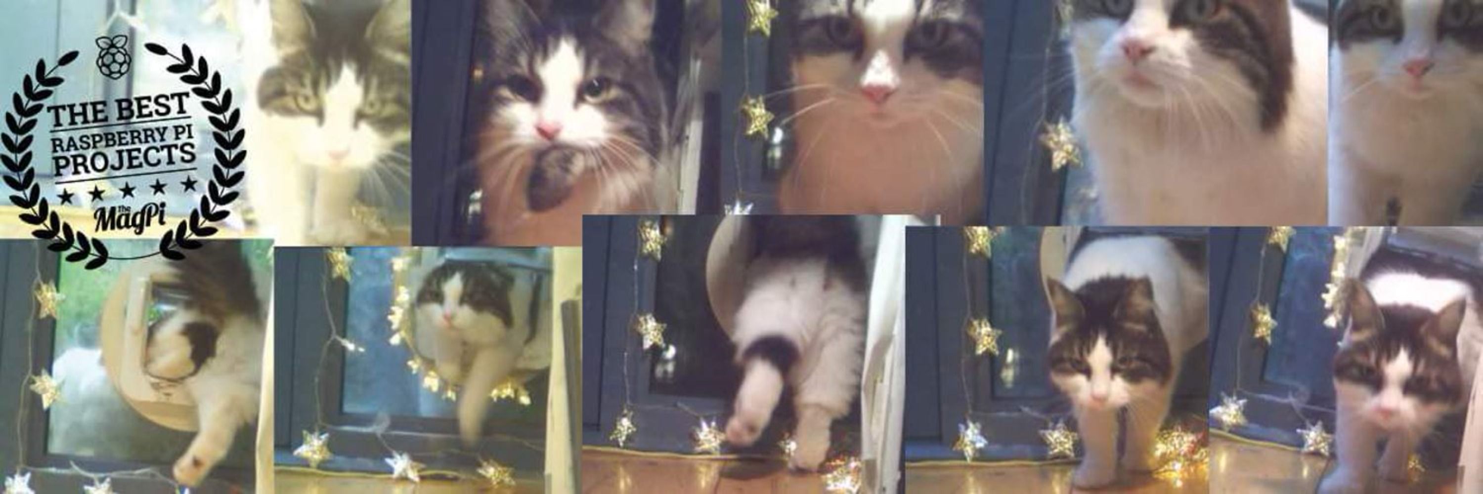 Daphne's catflap