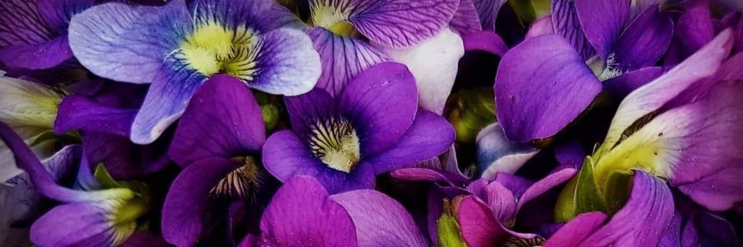 💜 Violet Fay 🧚🏻‍♀️