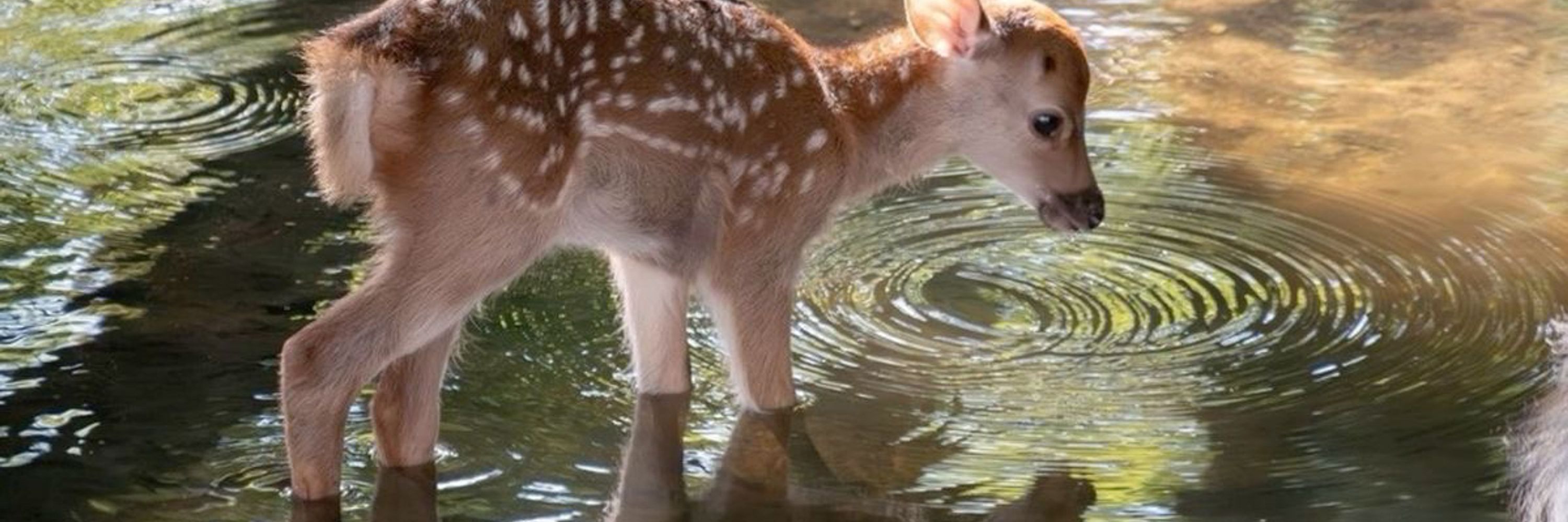 di 🦌