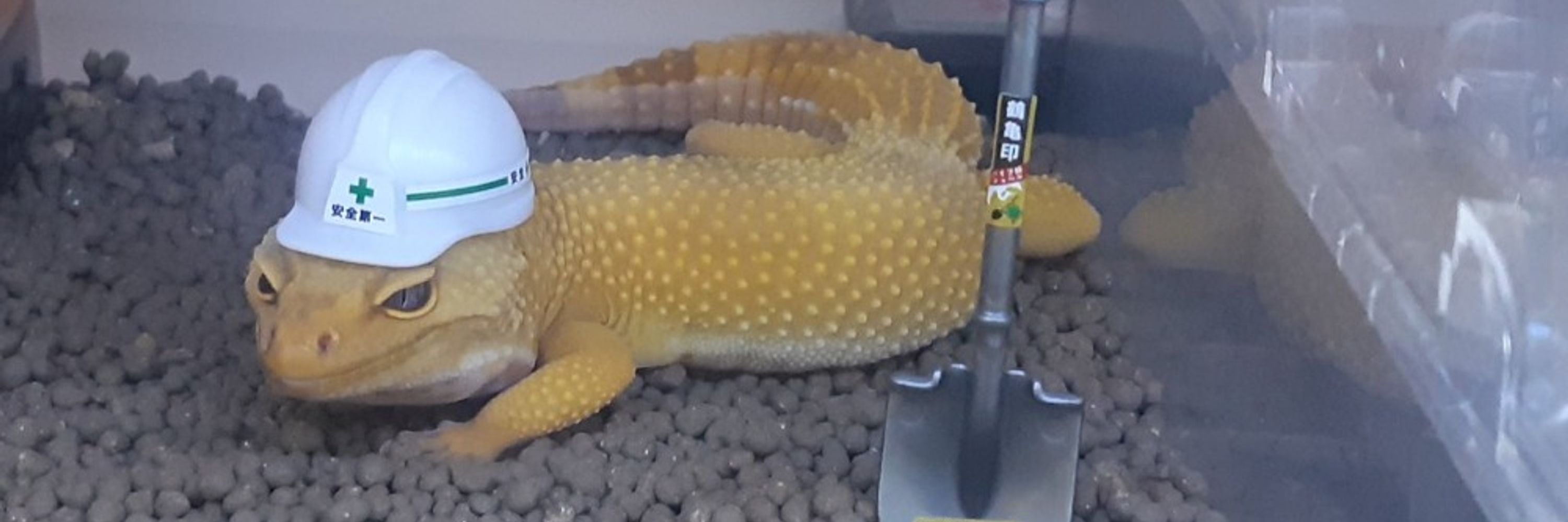 さほ触手