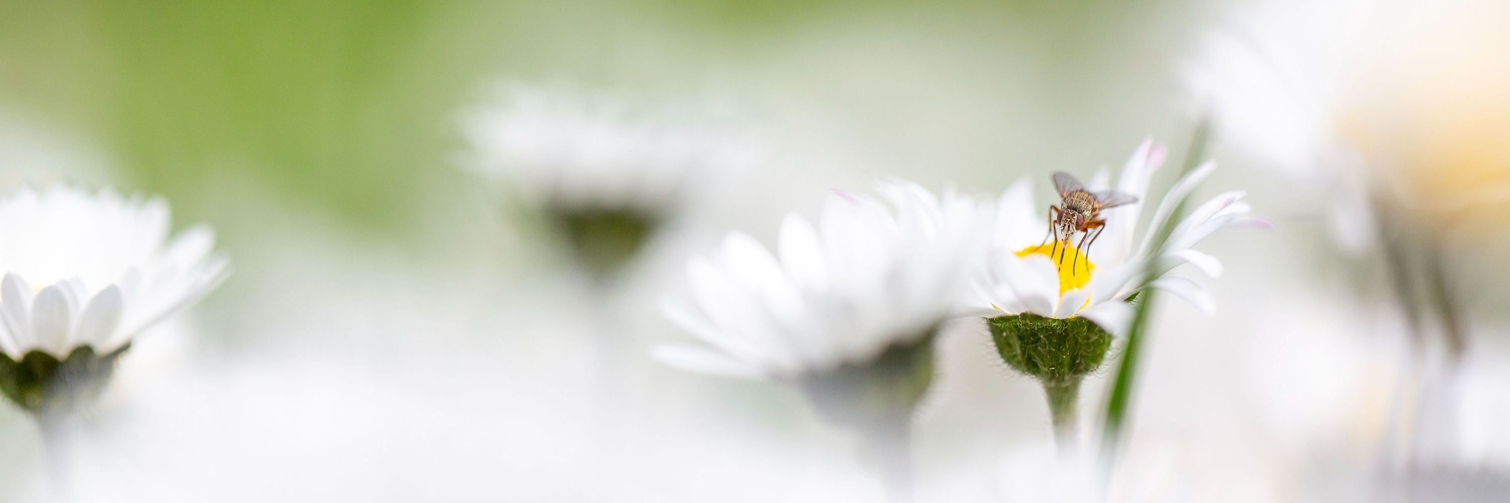 Conservation Ecology / Naturschutz