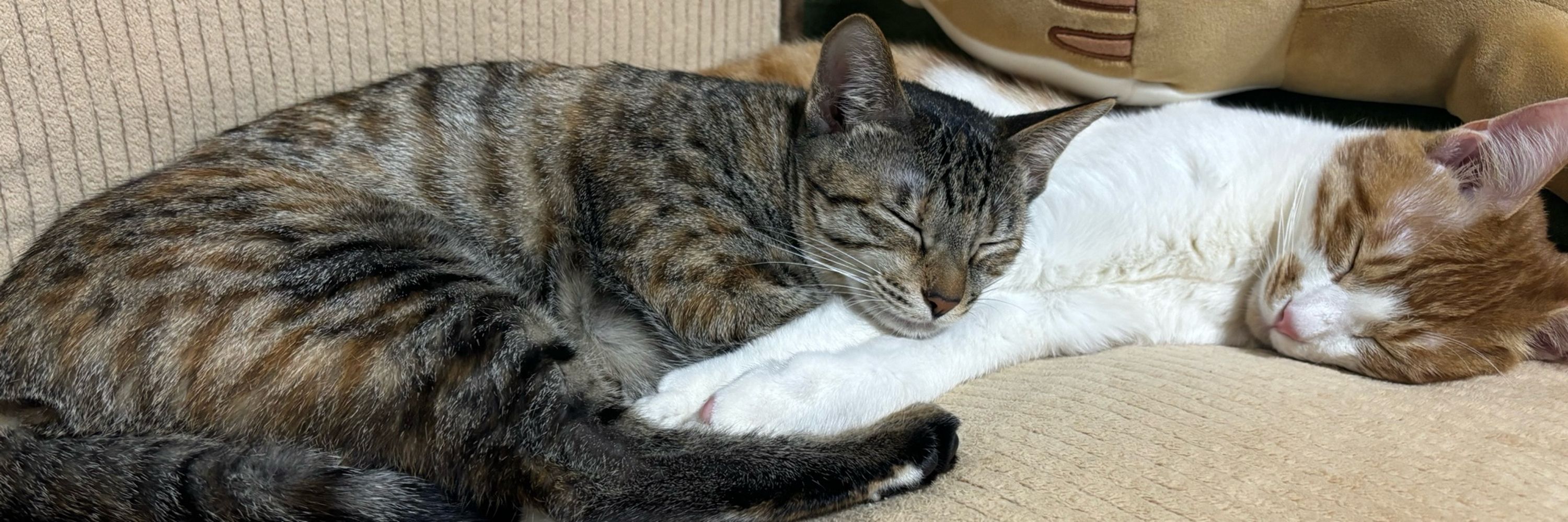 まこと