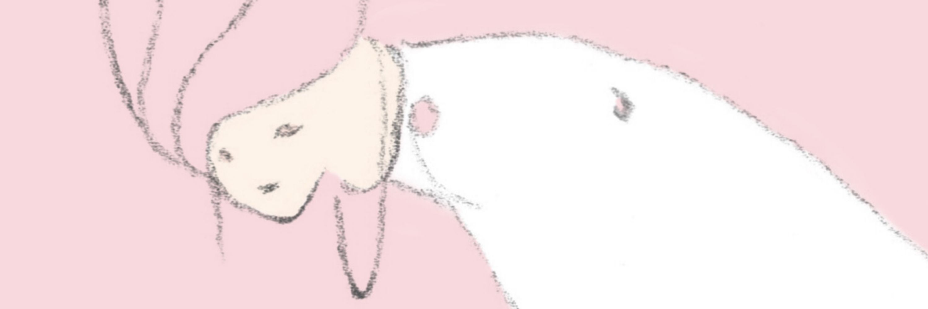 オカメインコのゆき&