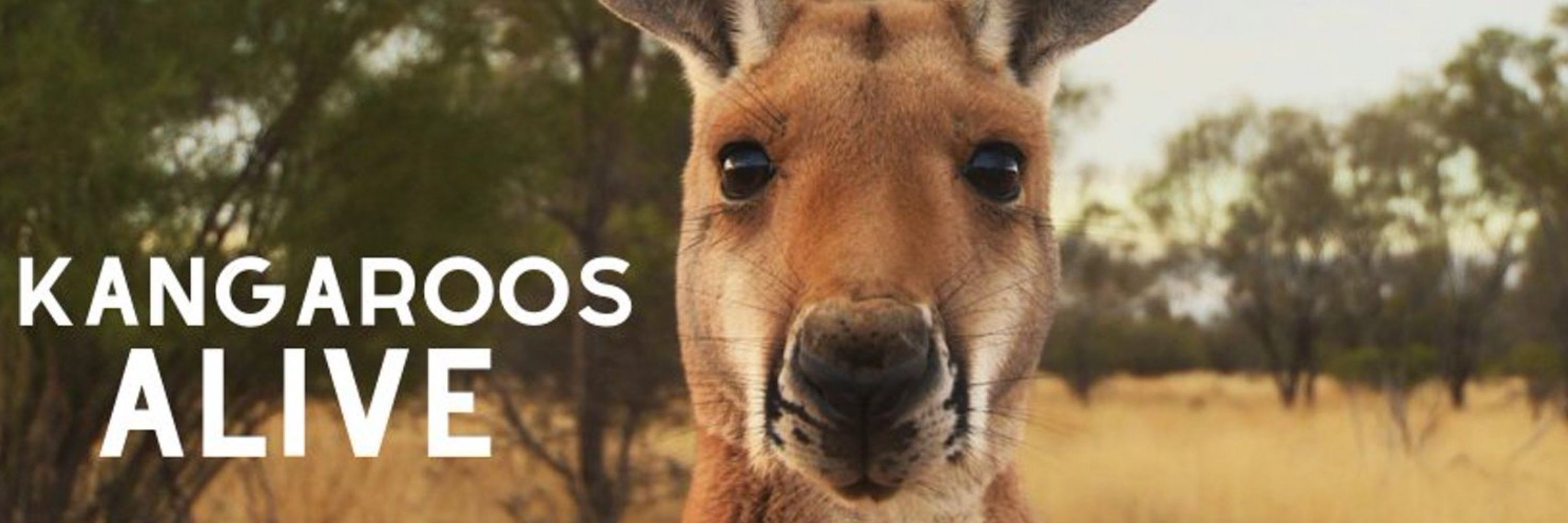 Kangaroos Alive