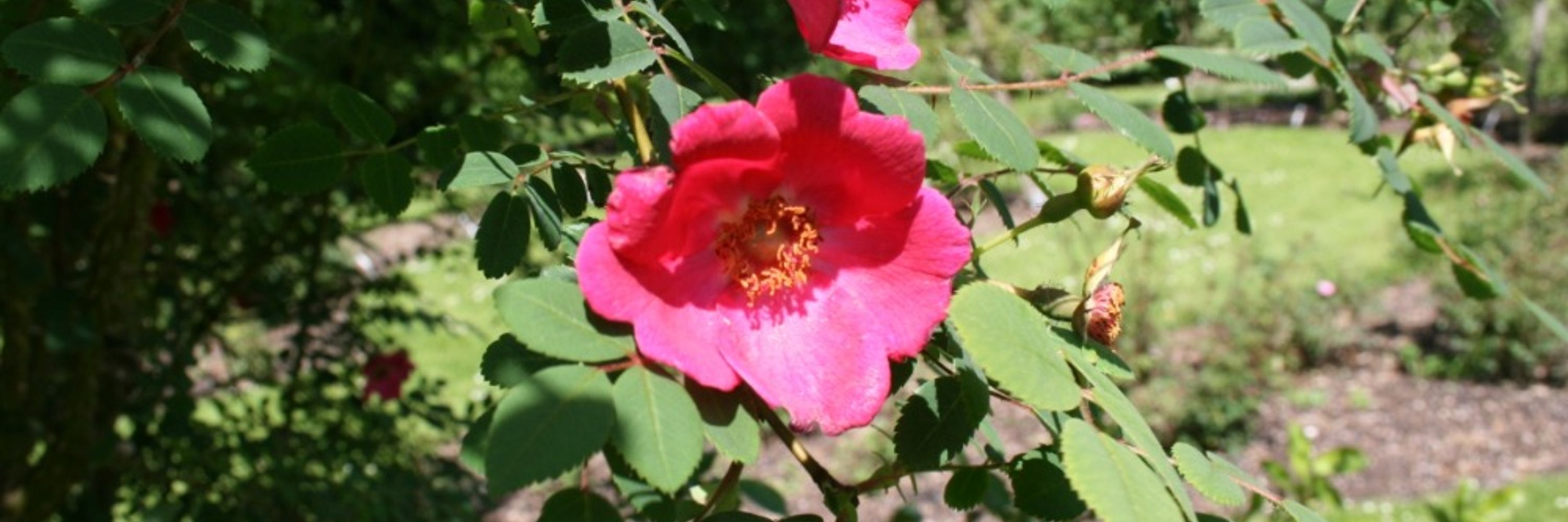 Rosa 