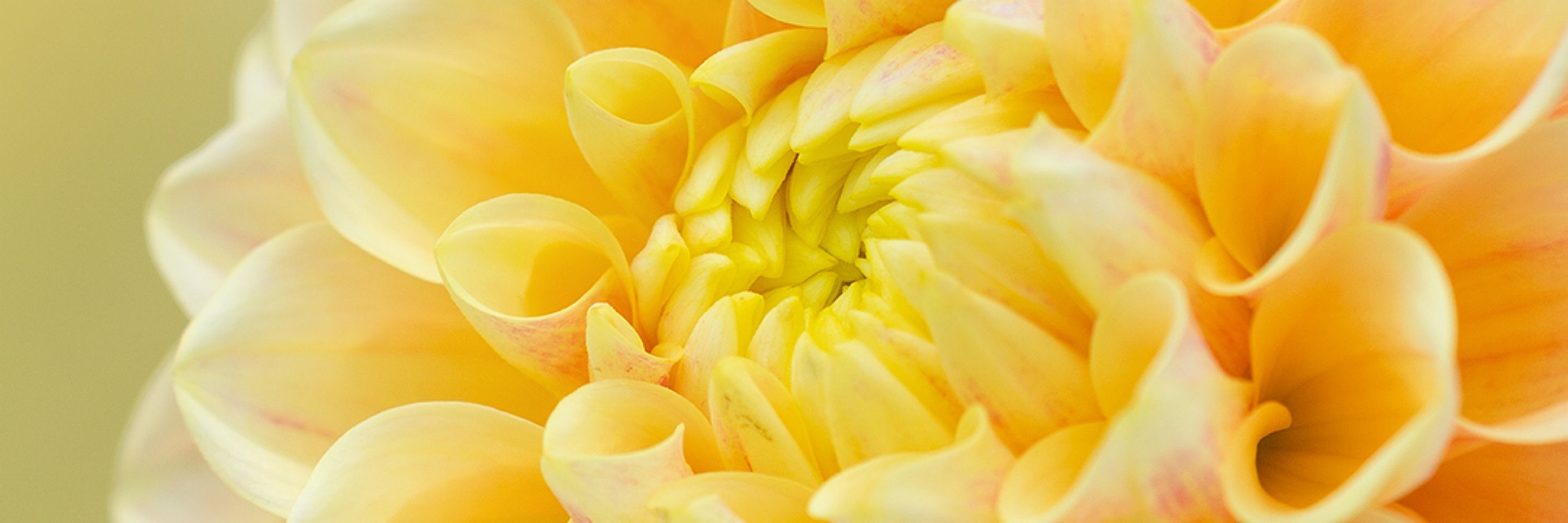 Kyle | Nature Macro & Insect Expert Photographer