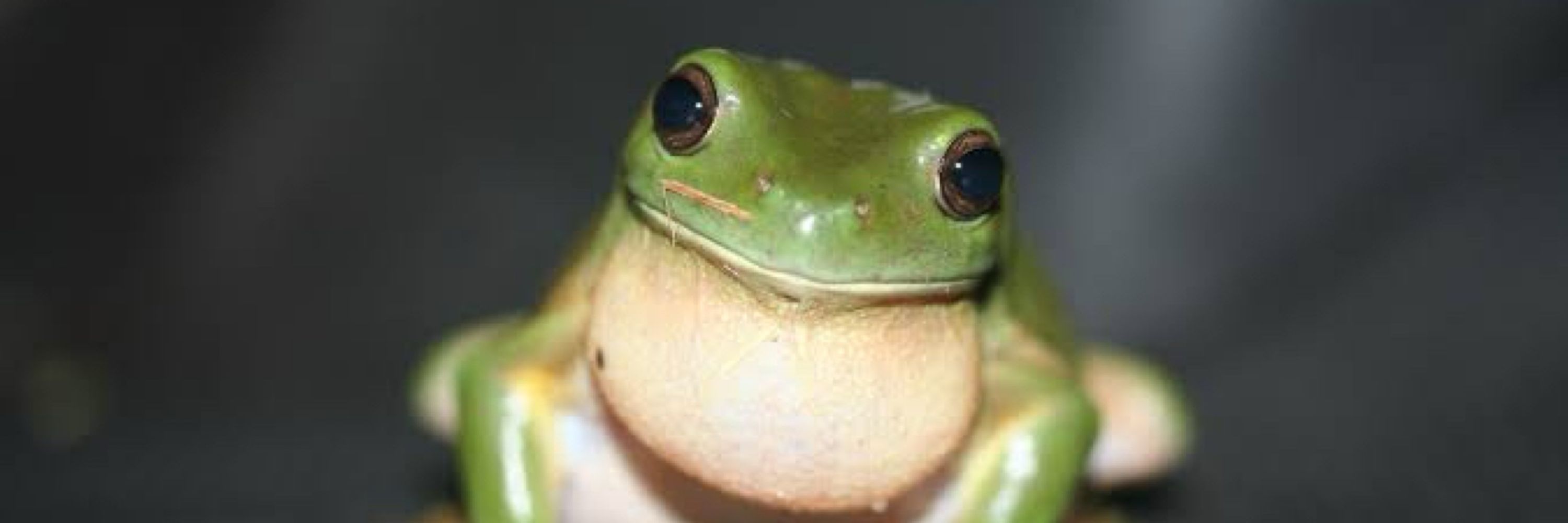 luci