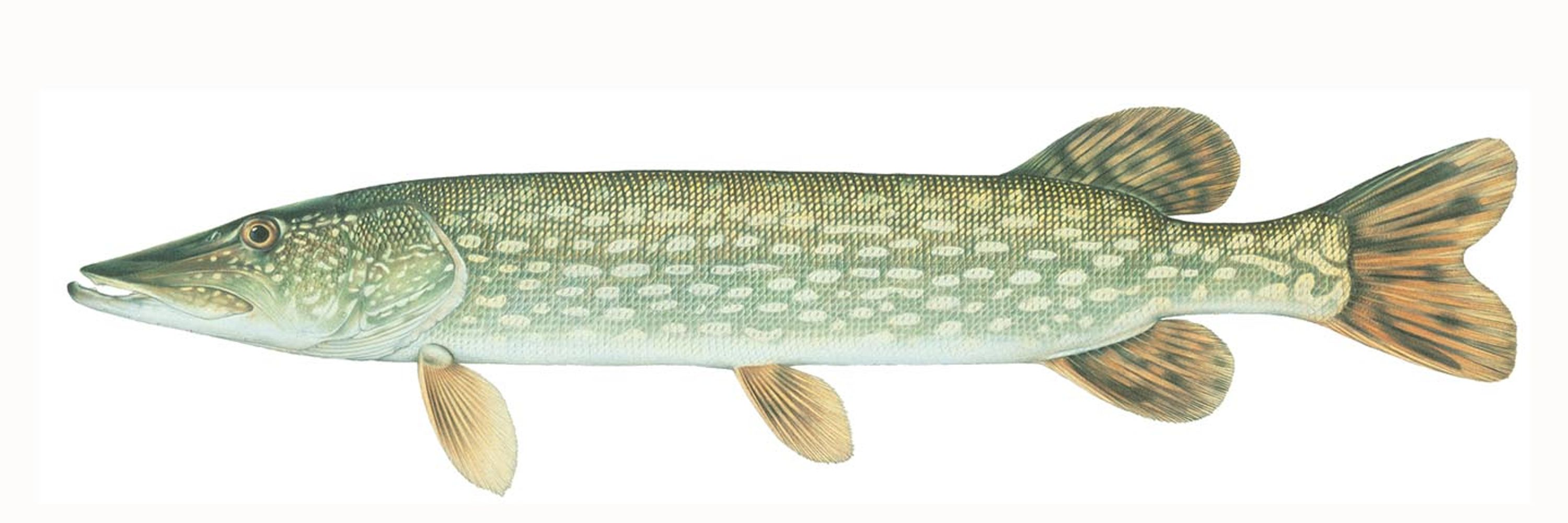 The Random Pike 