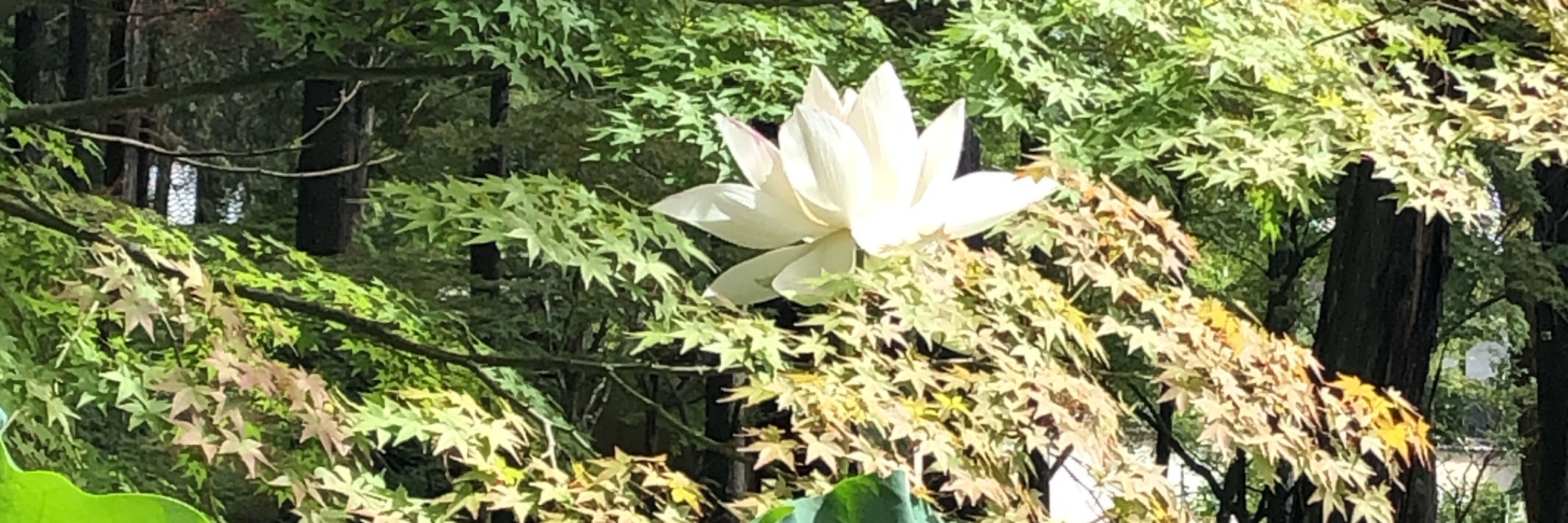 わらび