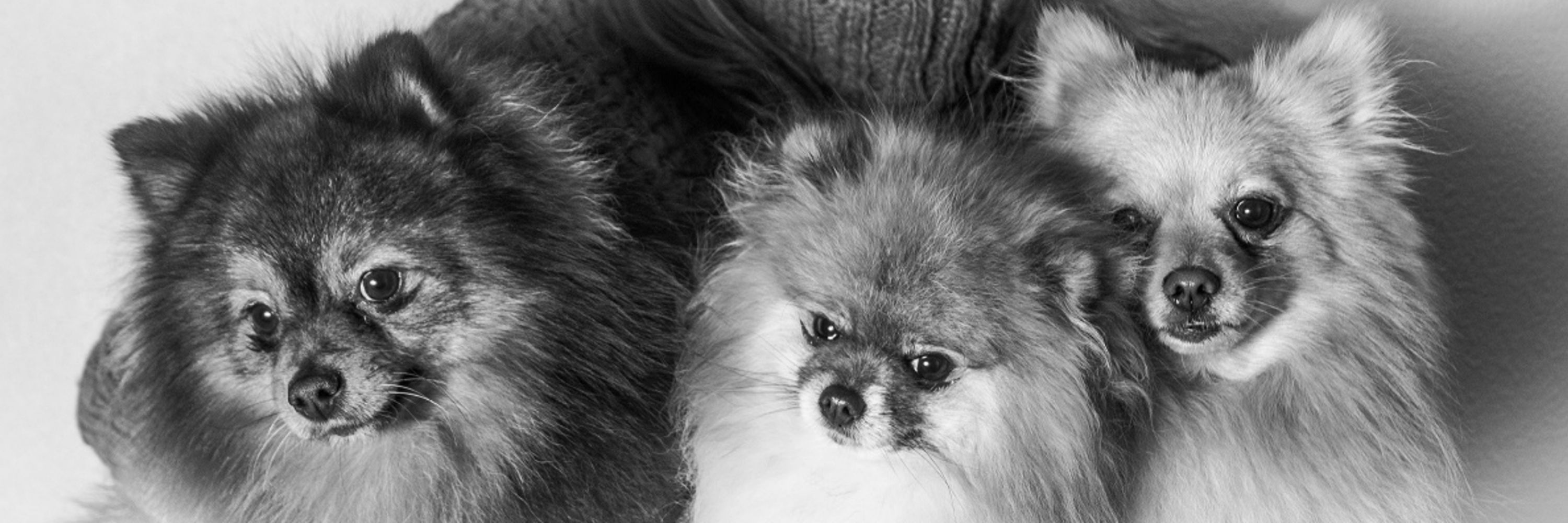 María SYA Mimidivi 🦊🐾🐾🐾