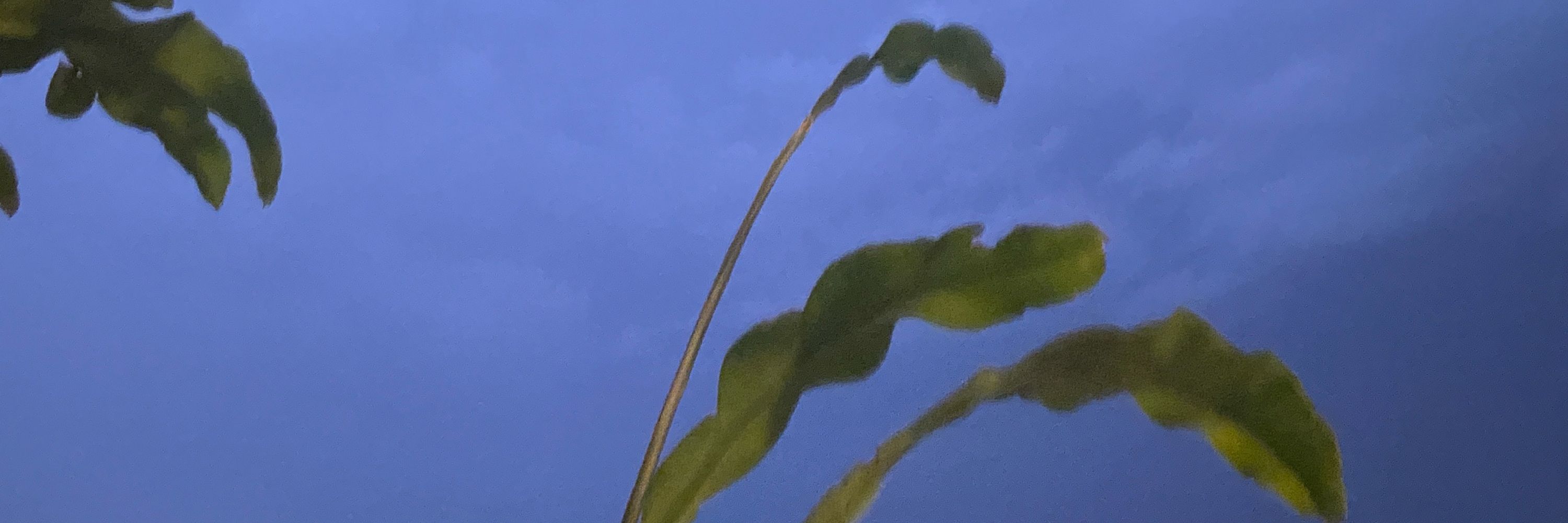 鱼头米粉
