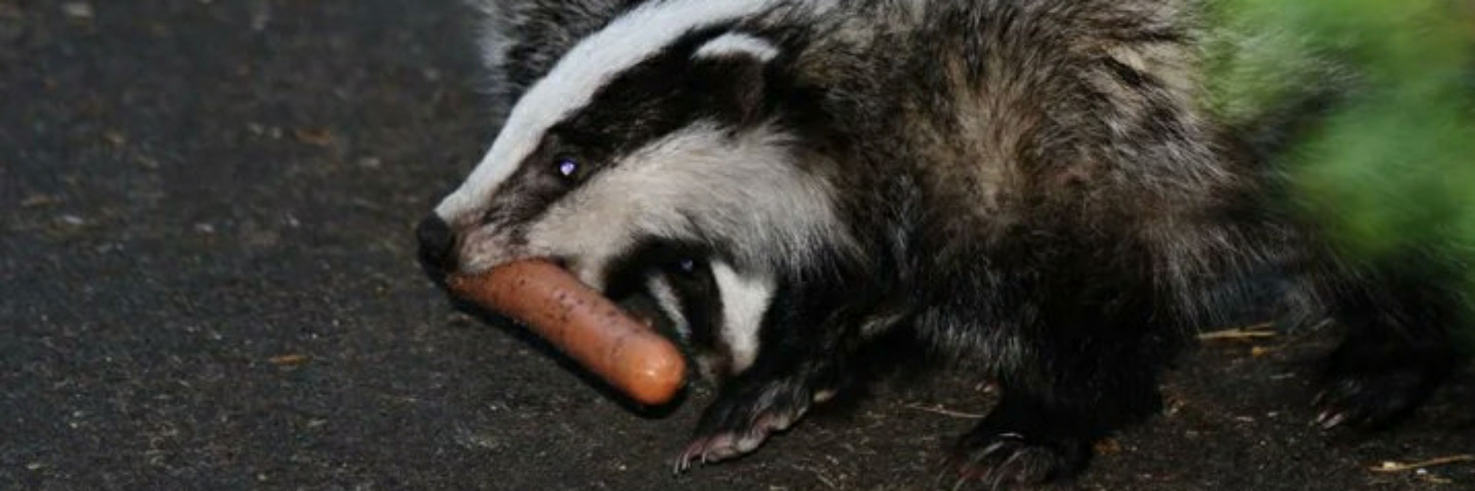 Beary Badgery