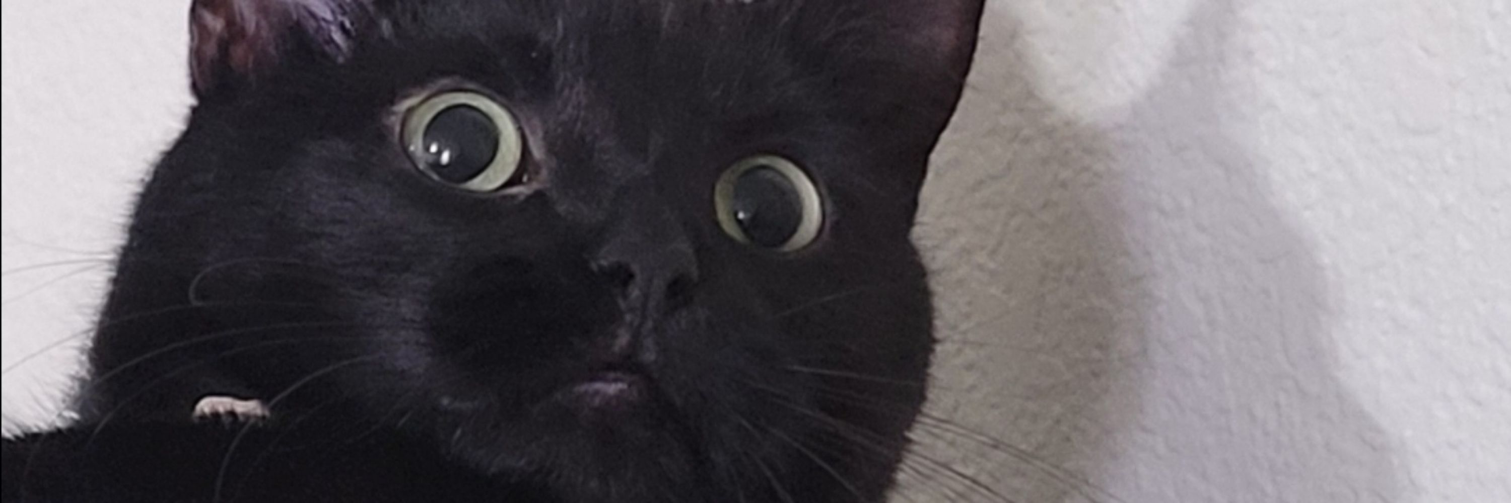fid