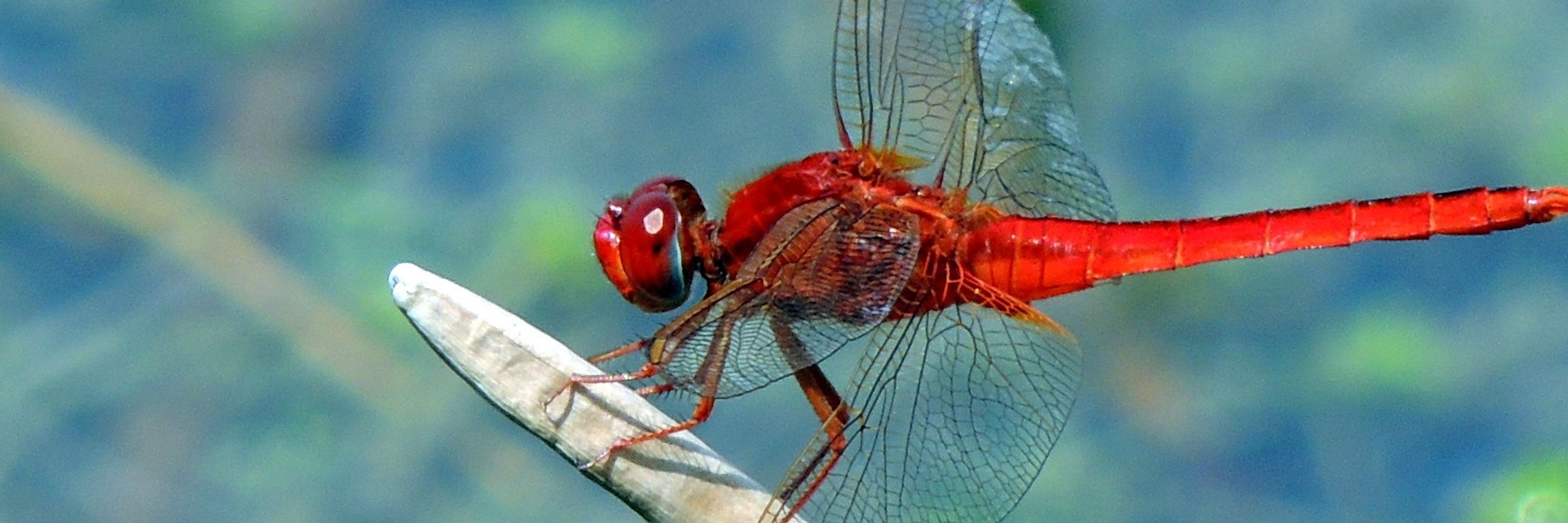 Dragonfly
