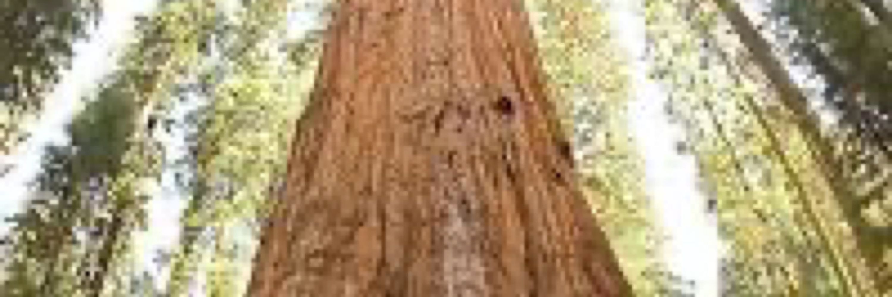 Cor