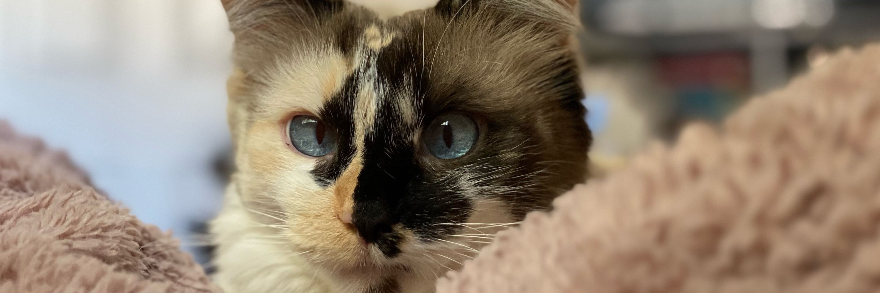 Zero The Cat