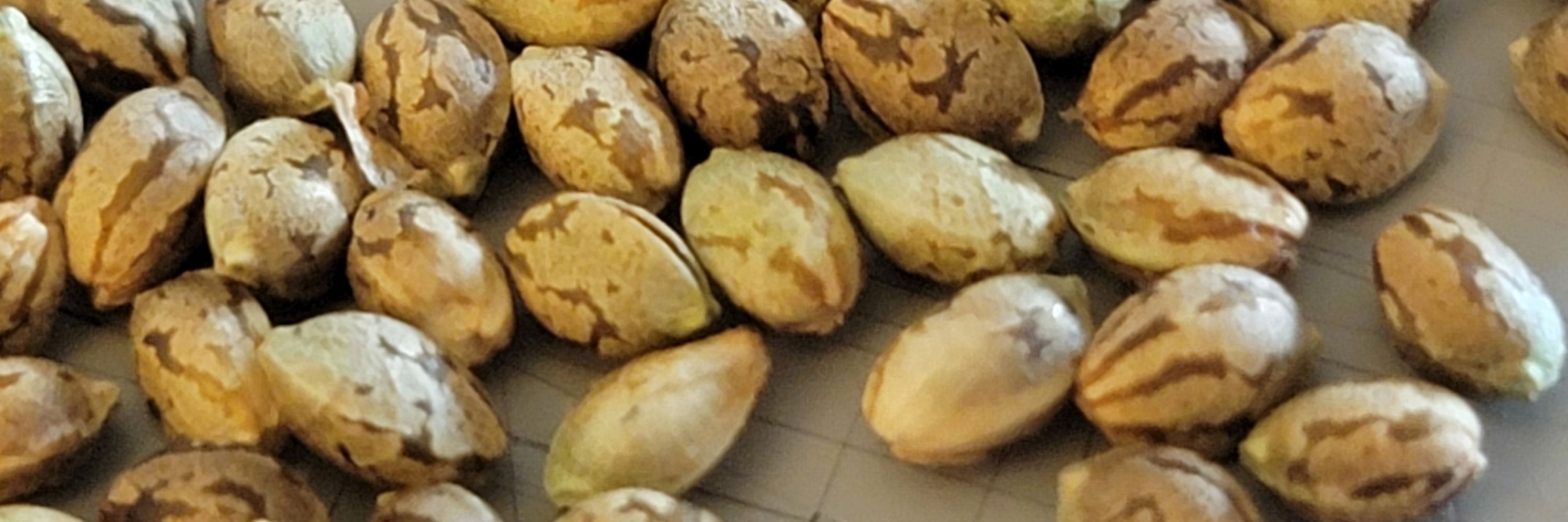 Triangle Kush Seeds