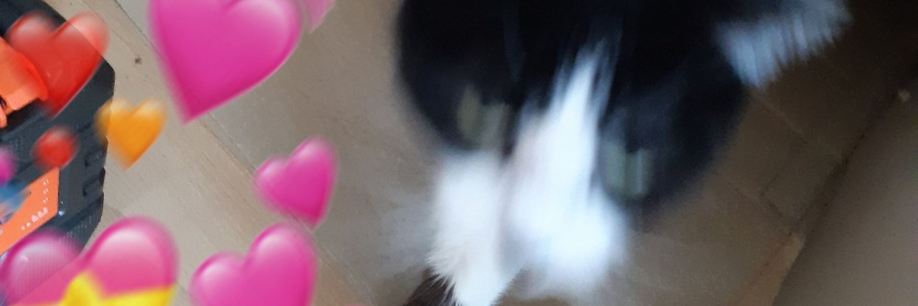 Dee is Frolicking in the Flowers 🌼