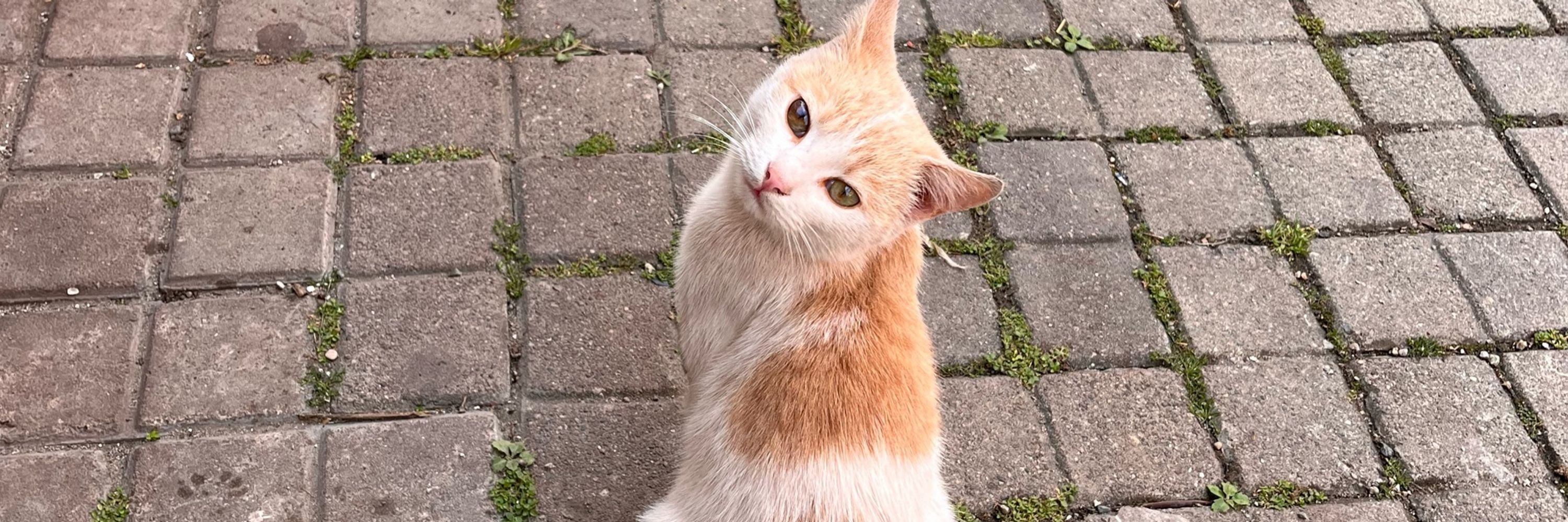 Nazlı