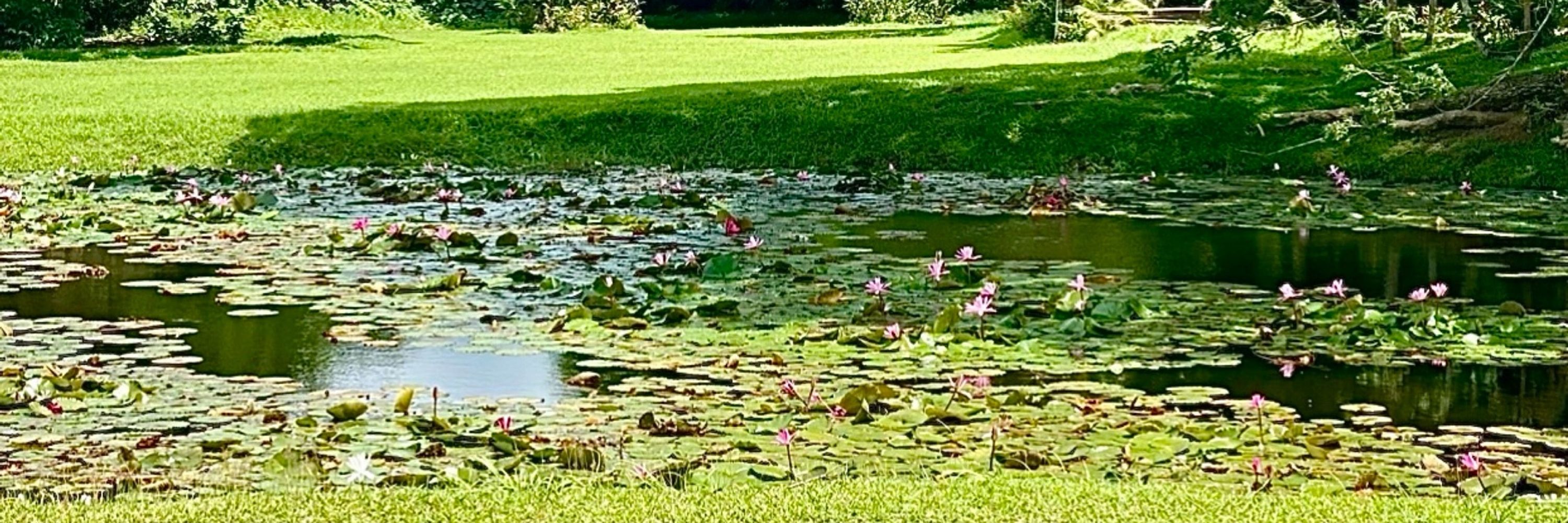 Mindfulness Meditation 🙏🏻🪷🇨🇦