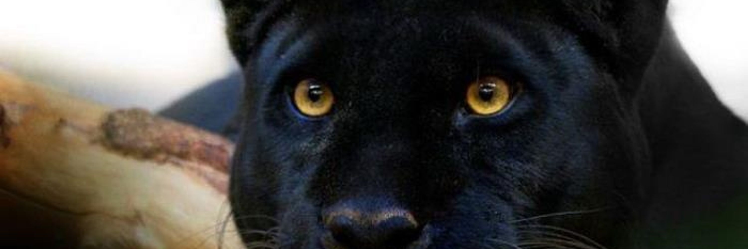 M.B. Panther 