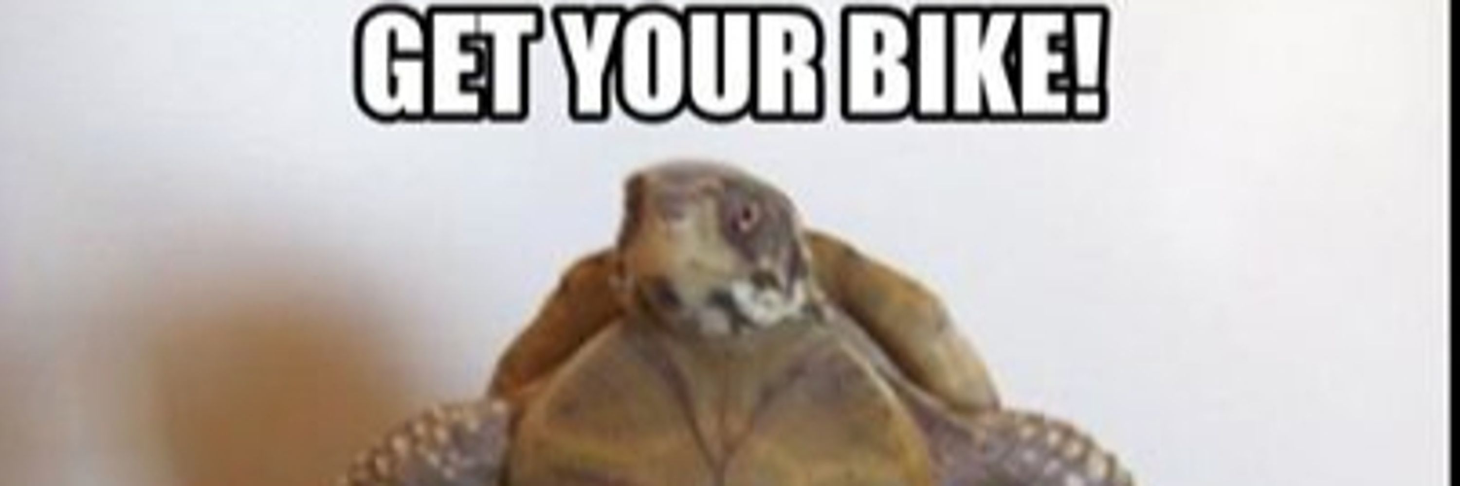 Shelly Turtle