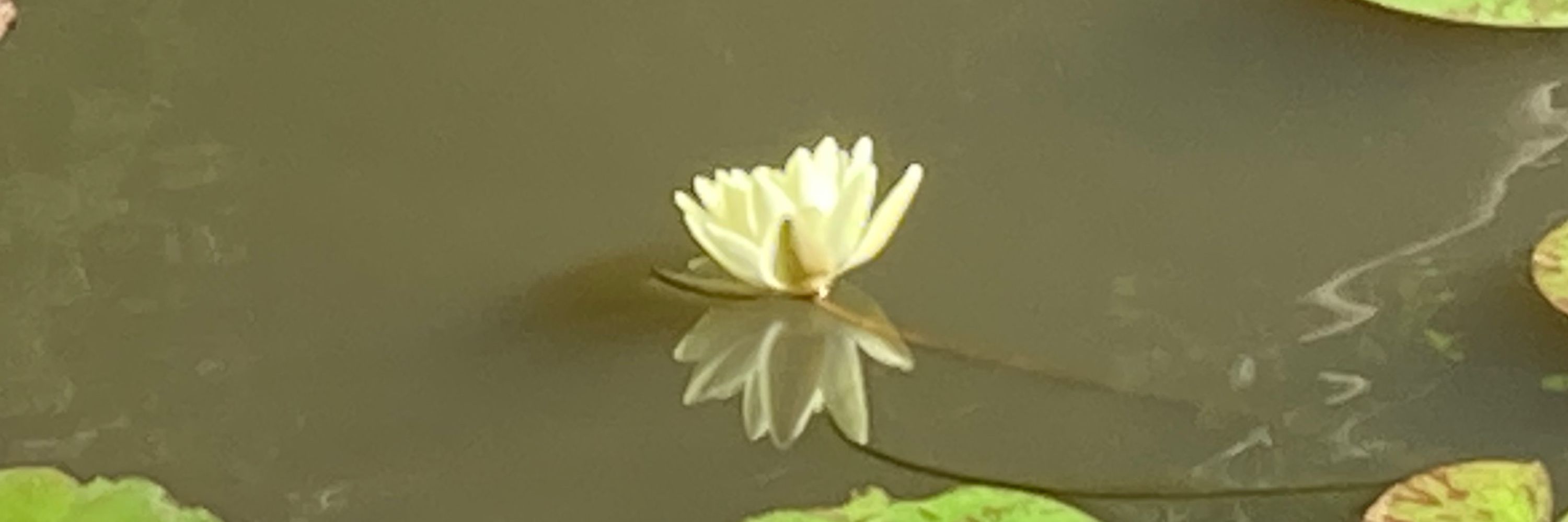 抹香鯨