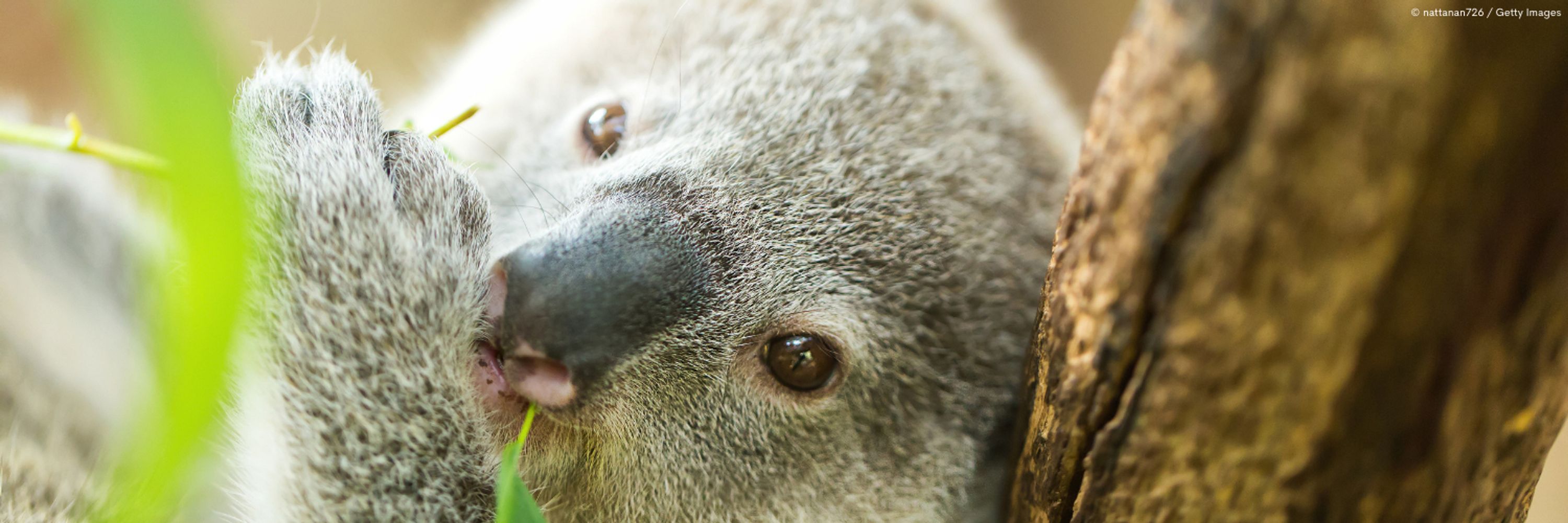 WWF-Australia