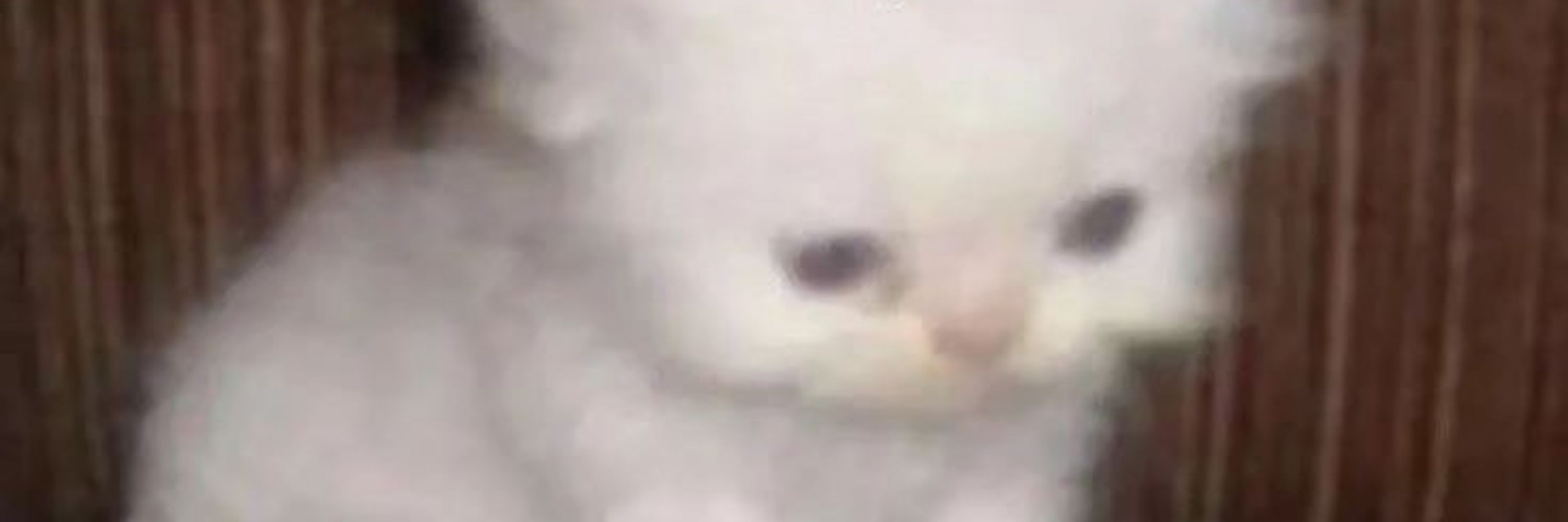 ♡ APØŁŁØ  ♡ 