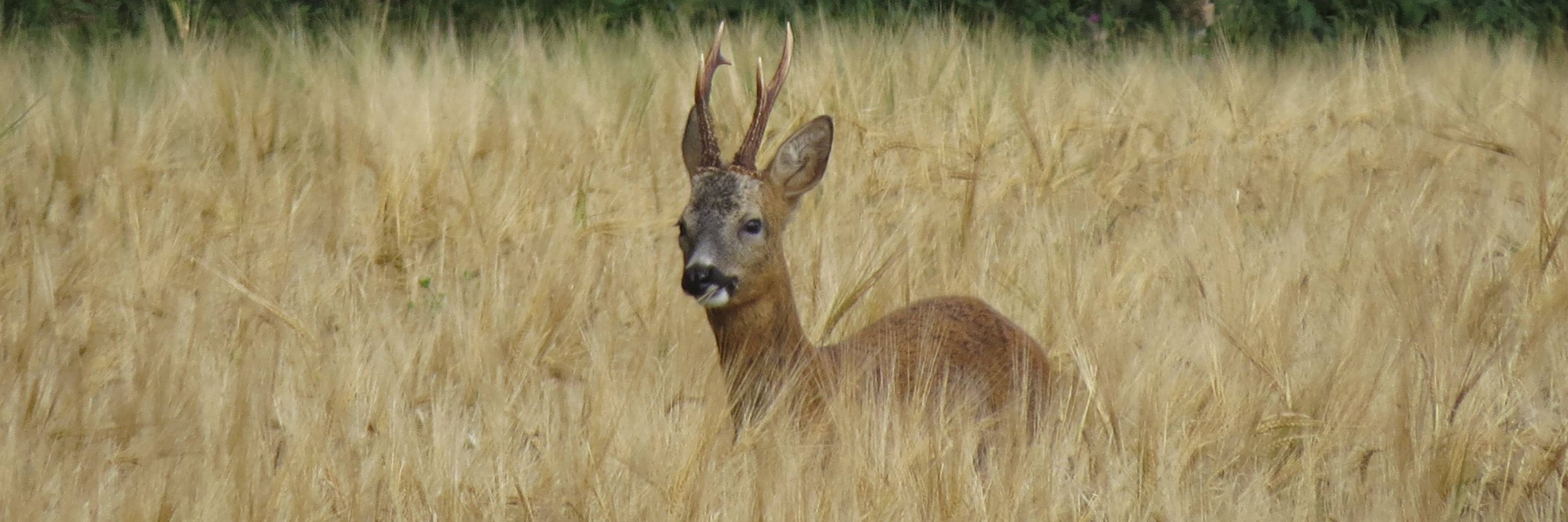 North East Scotland Mammal Network