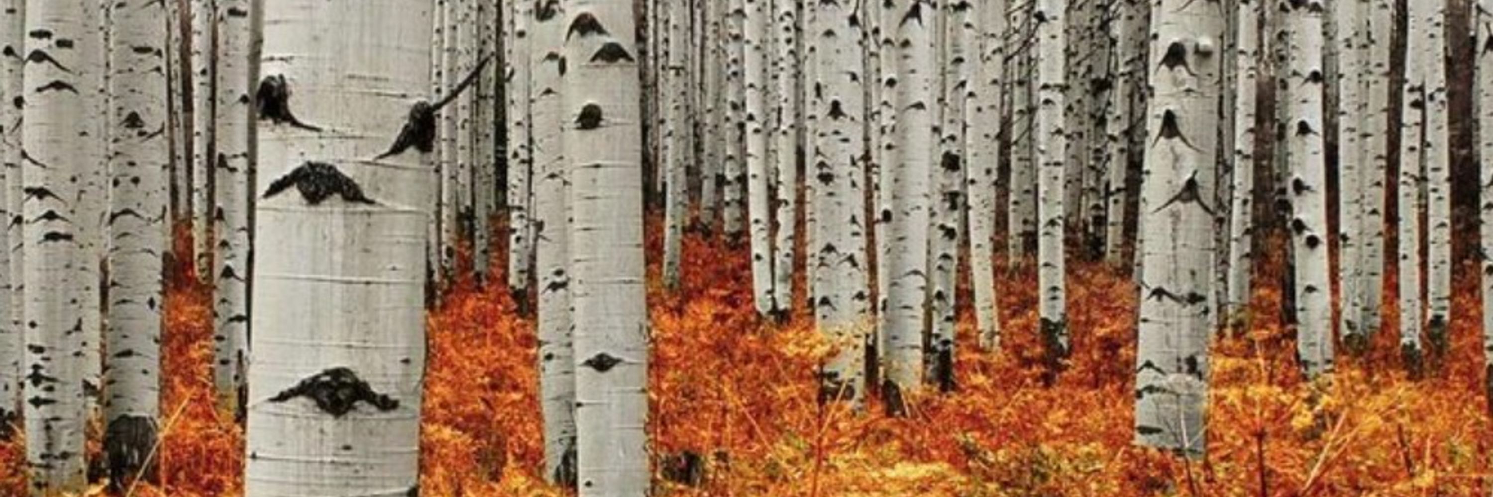 Stonehill Birch ⚪️