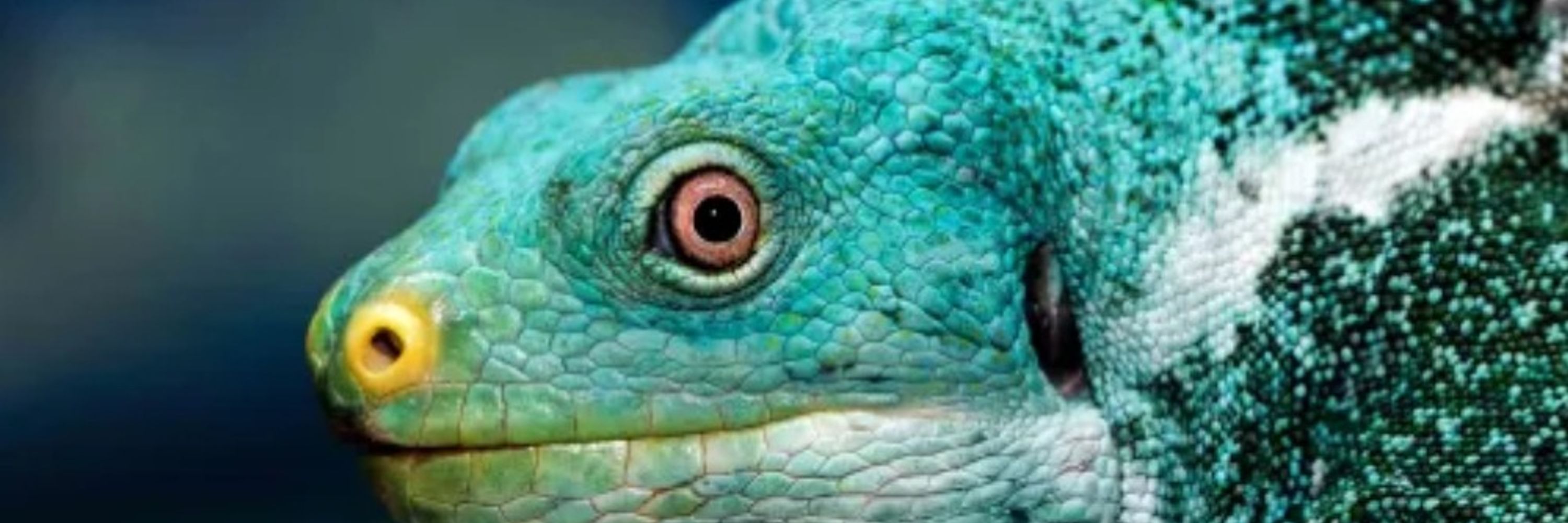 Ulysses 🦎