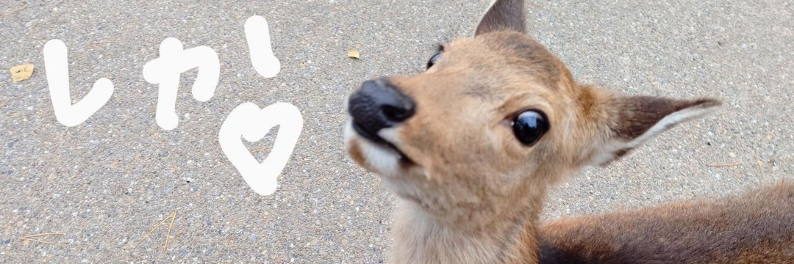sikachan((((((🦌))))))🐦