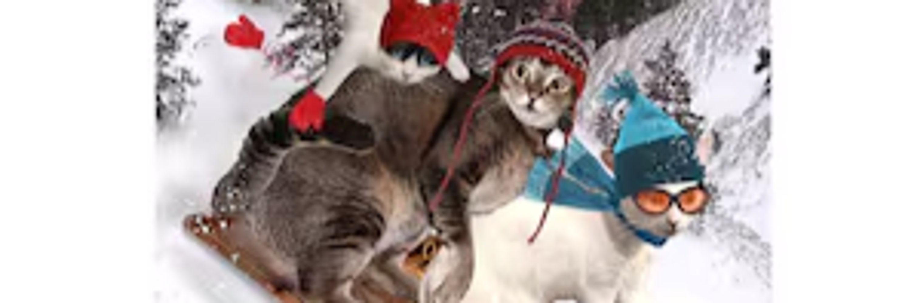 Cats on a Toboggan