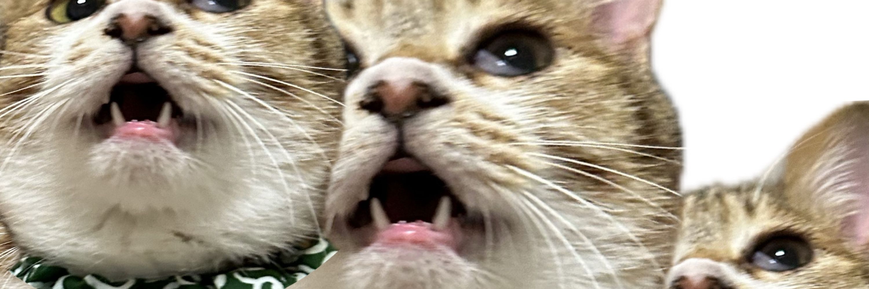 もしや...もやし？