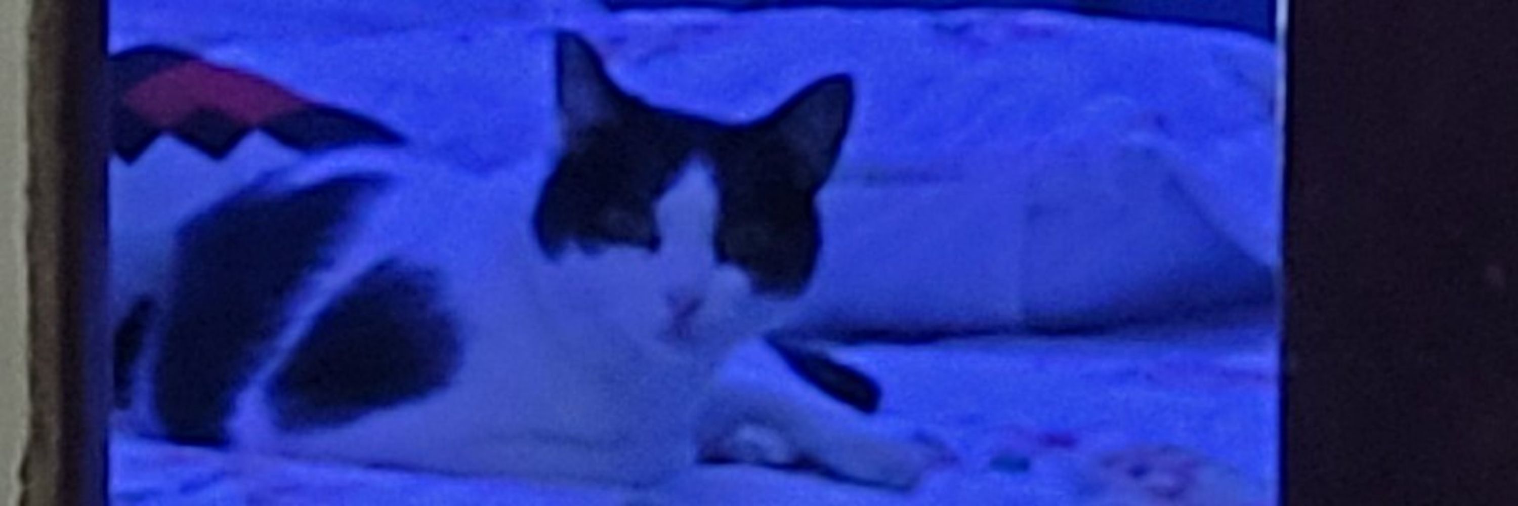 PetitLion_