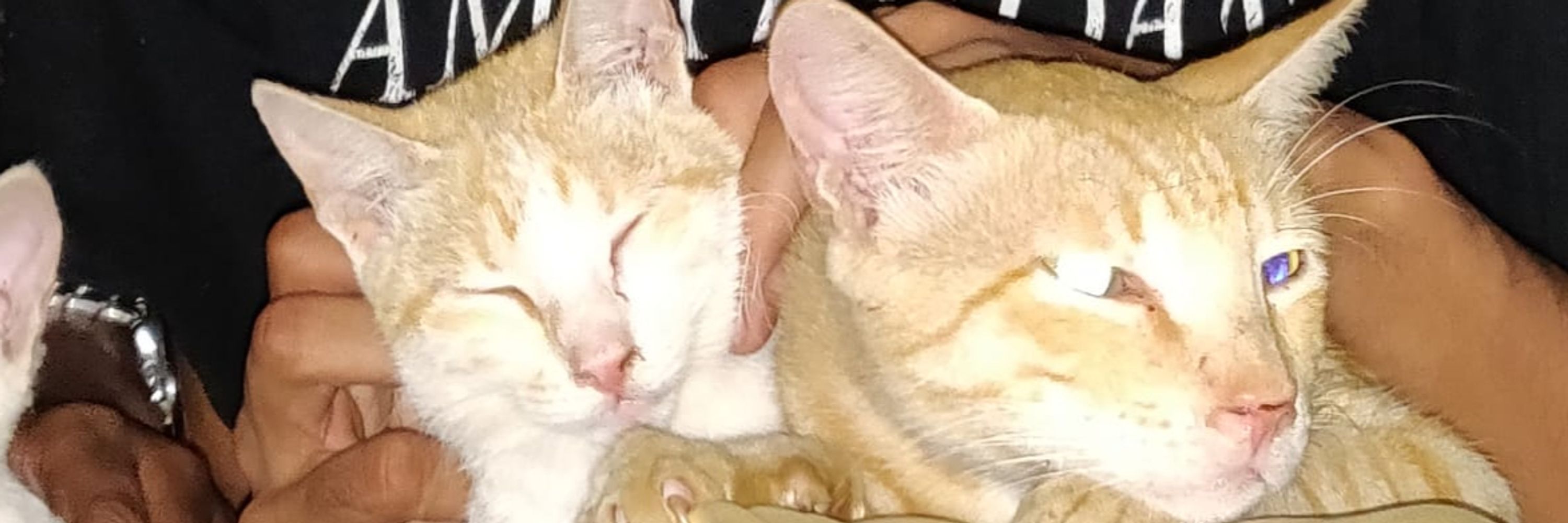 Prasadidasi