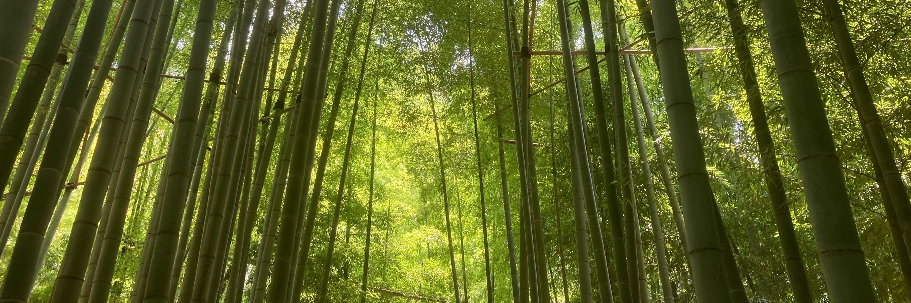 たんぽぽ