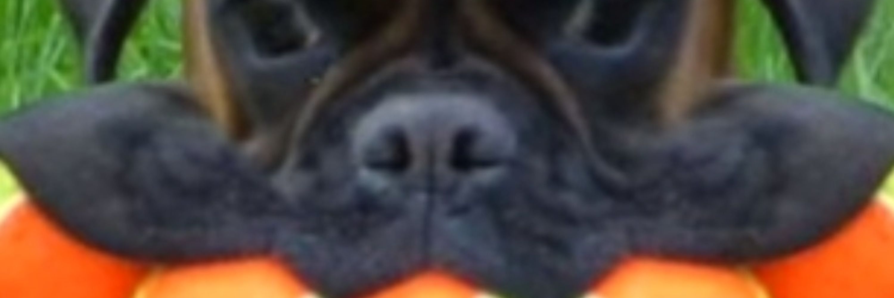 Thoomas
