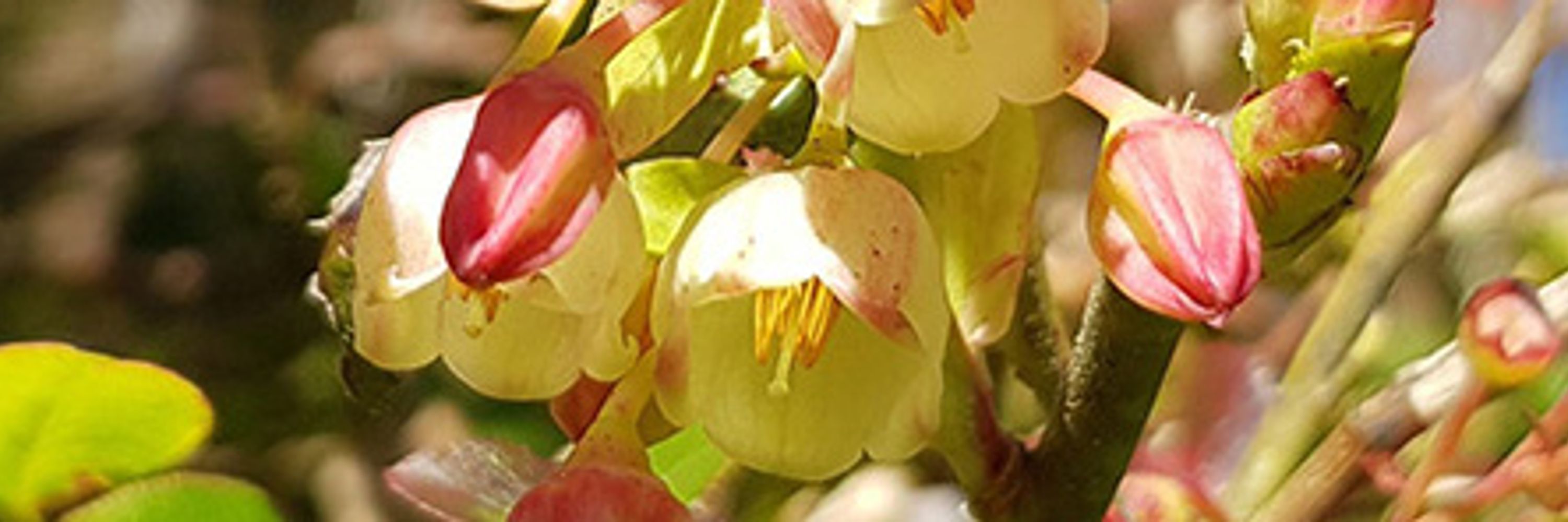 Annales Botanici Fennici