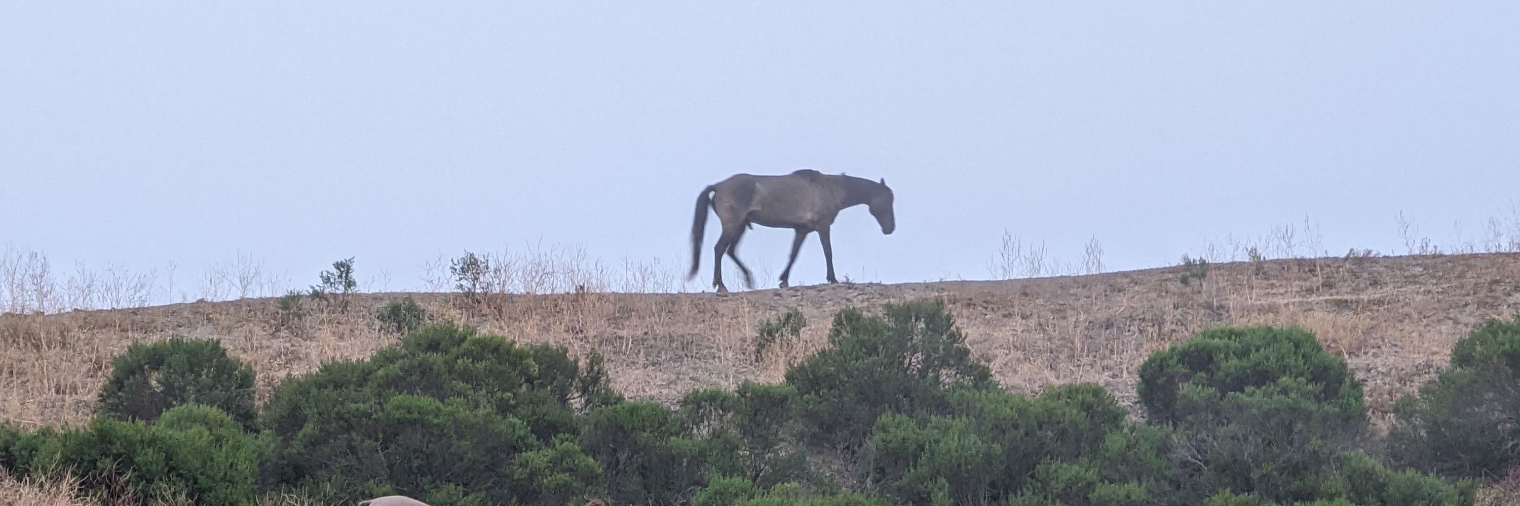 Wild Horse Advocacy