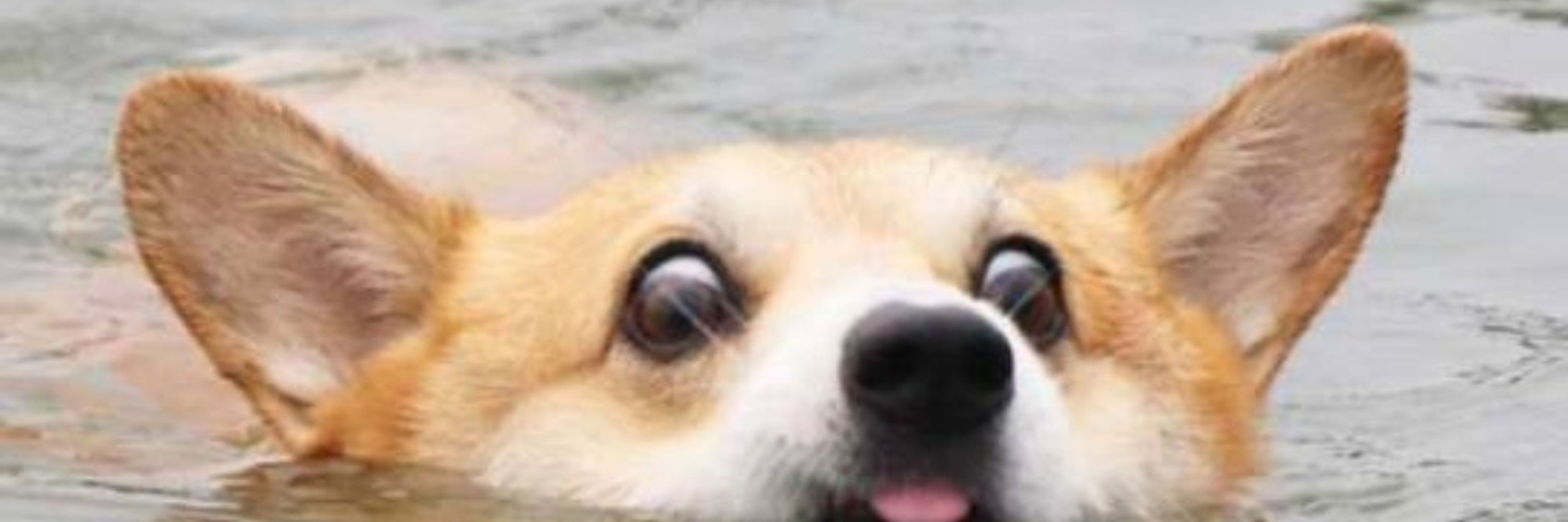 FluffBloem