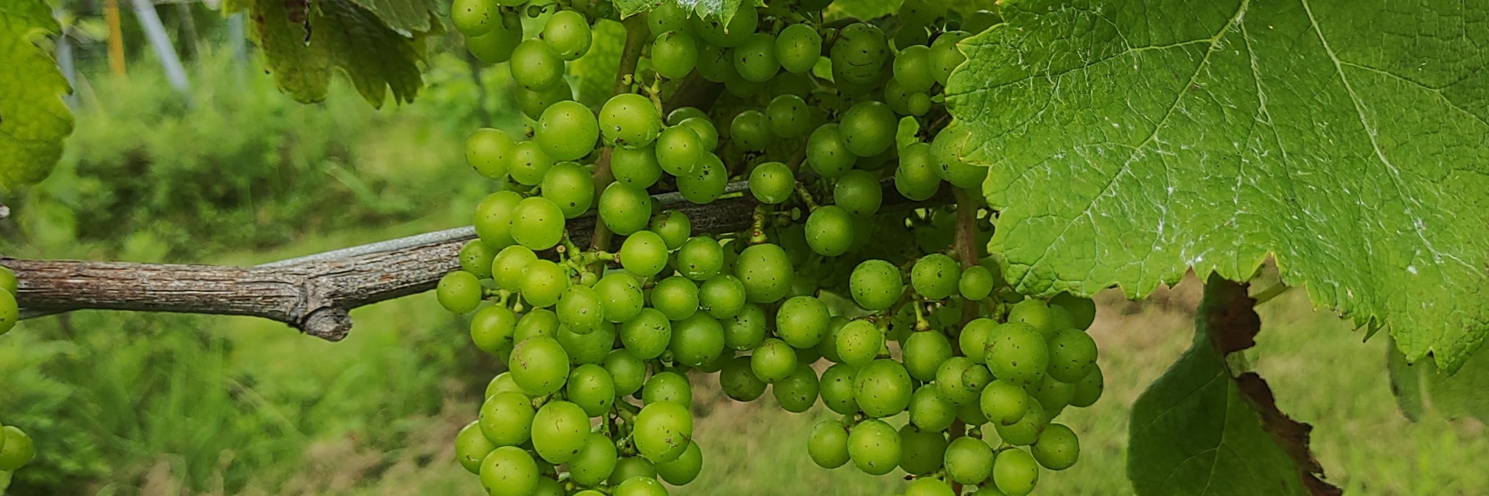 vinva