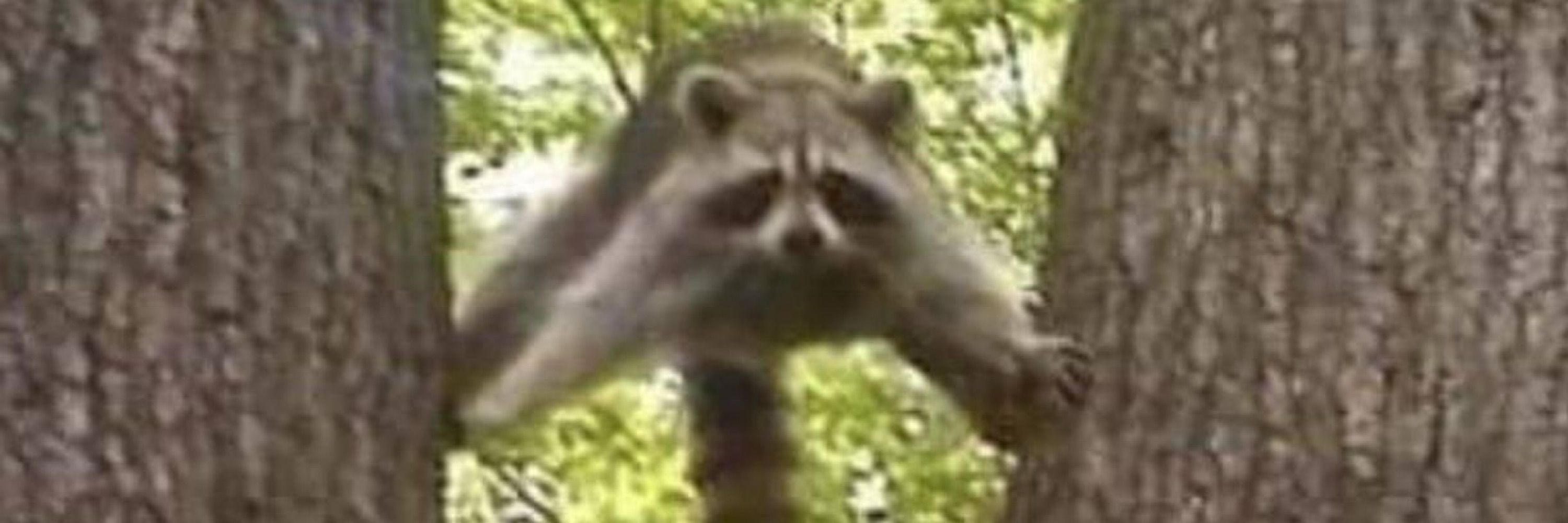 Zac