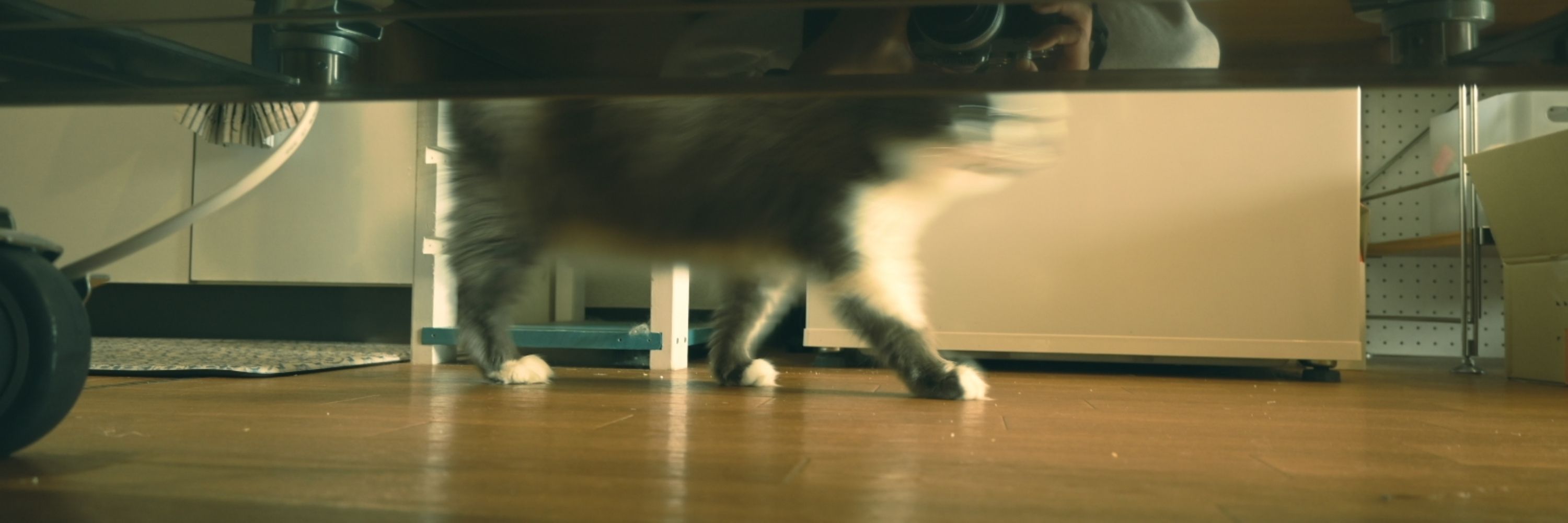 おいンゴ