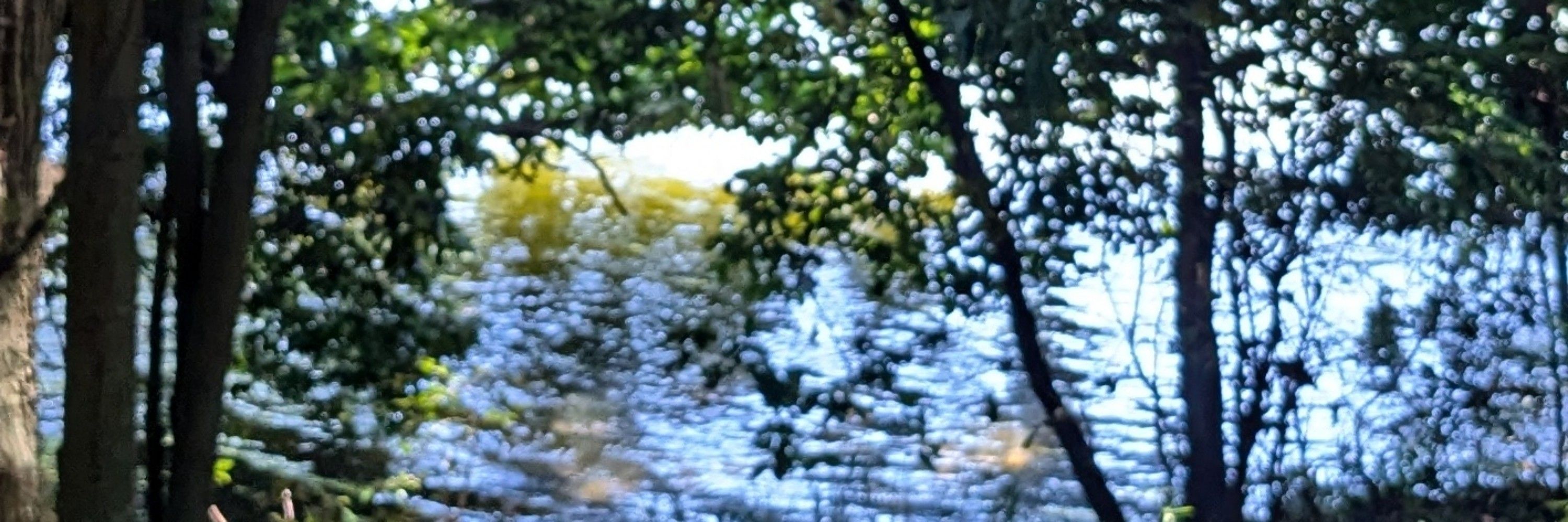 毒蛙