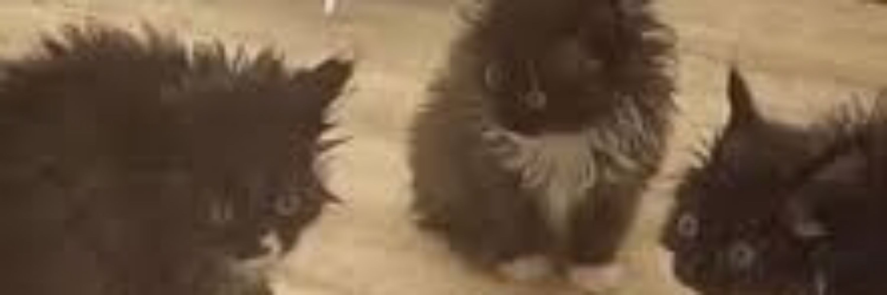 ItsJustRainCat_