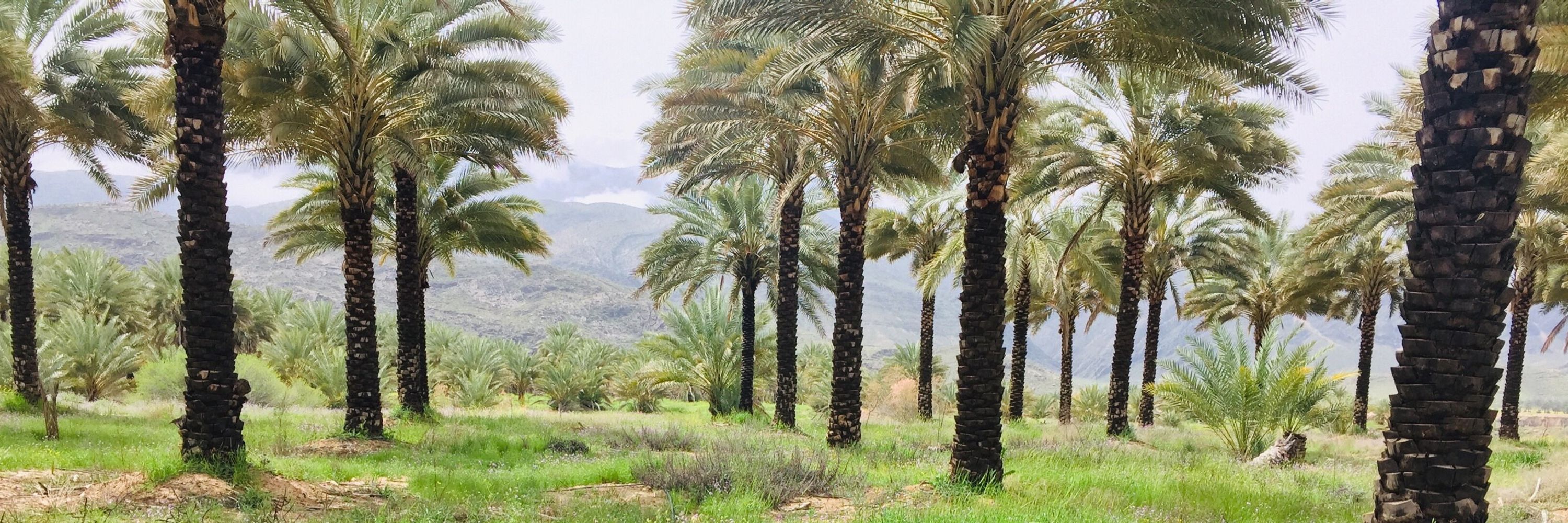 امیرصغیر