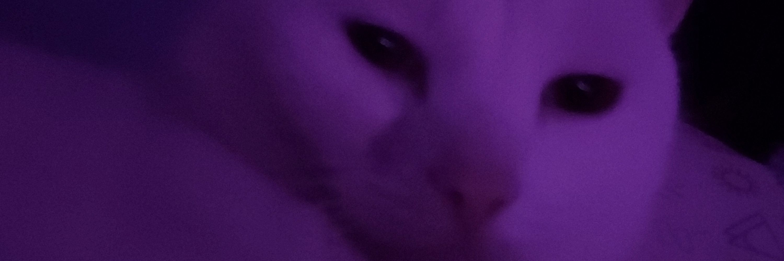 MoondropMoth