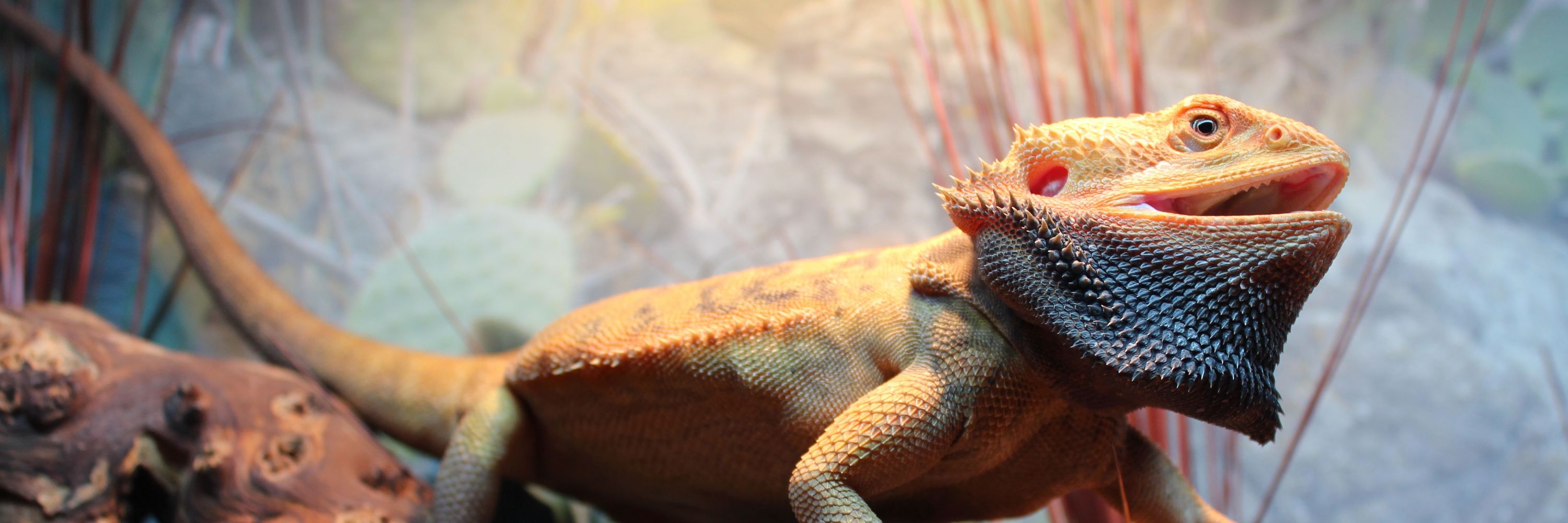 Zoo Med Laboratories, Inc.